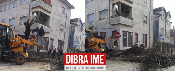 Vazhdon masakrimi i drunjve në Dibër (FOTO-LAJM)